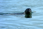 Seal swimming in Jkulsrln 
