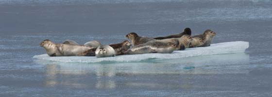 Seals basking at Jkulsrln